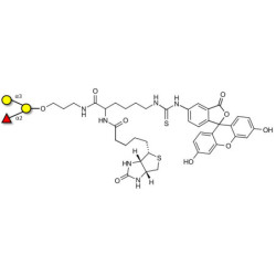 Blood group B antigen triose linked to biotin and fluorescein (Linker-BT-FLUO A)