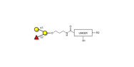 Blood group B antigen...