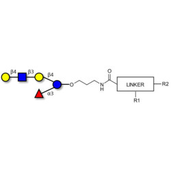 Lacto-N-fucopentaose VI (LNFP-VI) with customizable dual functionalization 