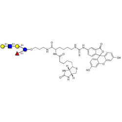 Lacto-N-fucopentaose V (LNFP V) linked to biotin and fluorescein (Linker-BT-FLUO A)