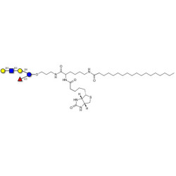 Lacto-N-fucopentaose V (LNFP V) linked to biotin and stearic chain (Linker-BT-STEA A)