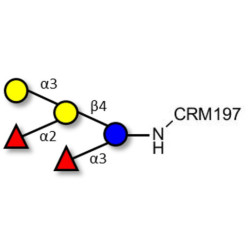 Blood group B pentaose grafted on CRM197
