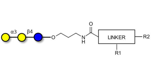 Isoglobotriose (iGb3) with customizable dual functionalization  - linear B-6 trisaccharide ; IsoGb3; 3α,4β-Galactotriose; 3'-Galactosyl-lactose