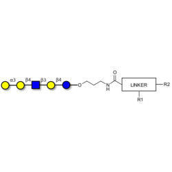 Galili antigen pentaose with customizable dual functionalization 