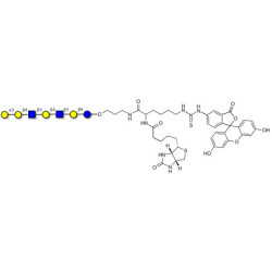 Galili antigen heptaose linked to biotin and fluorescein (Linker-BT-FLUO A)