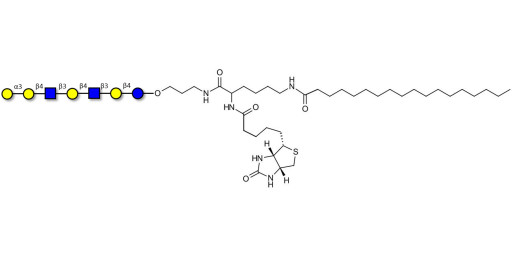 Galili antigen heptaose linked to biotin and stearic chain (Linker-BT-STEA A)