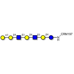 Galili antigen heptaose grafted on CRM197
