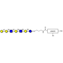 Galili antigen heptaose with customizable dual functionalization 