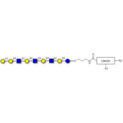Galili antigen nonaose with customizable dual functionalization 