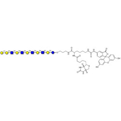 Galili antigen undecaose linked to biotin and fluorescein (Linker-BT-FLUO A)
