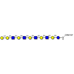 Galili antigen undecaose grafted on CRM197