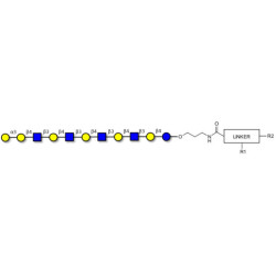 Galili antigen undecaose with customizable dual functionalization 