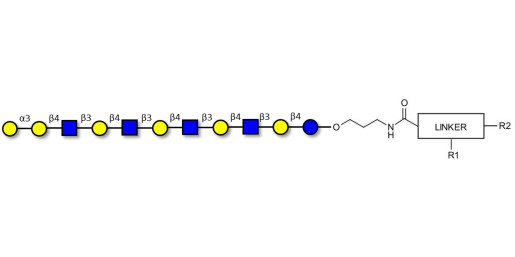 Galili antigen undecaose with customizable dual functionalization 