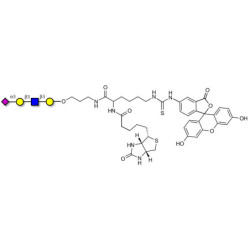 Sialylated tetraose type 1 linked to biotin and fluorescein (Linker-BT-FLUO A)