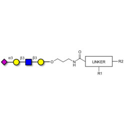 Sialylated tetraose type 1 with customizable dual functionalization 