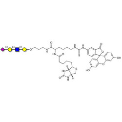 Sialylated tetraose type 2 linked to biotin and fluorescein (Linker-BT-FLUO A)