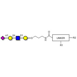 Sialylated tetraose type 2 with customizable dual functionalization 