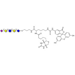 LS-Tetrasaccharide d (LSTd)  linked to biotin and fluorescein (Linker-BT-FLUO A)