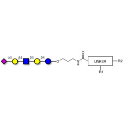 LS-Tetrasaccharide d (LSTd)  with customizable dual functionalization 