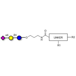 2,6'-Sialyllactose (6'-SL) with customizable dual functionalization 