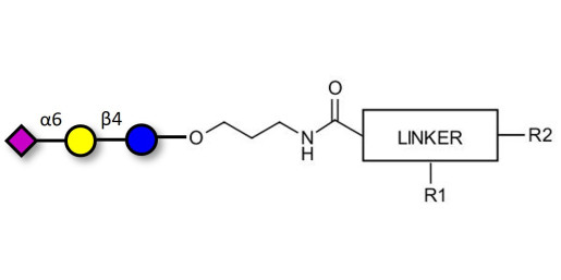 2,6'-Sialyllactose (6'-SL) with customizable dual functionalization  - 6'-SL ; N-Acetylneuramin-lactose