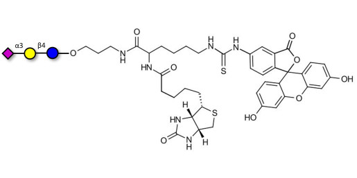 3'-Sialyllactose (3'-SL) / GM3 Ganglioside oligosaccharide linked to biotin and fluorescein (Linker-BT-FLUO A) - 3'SL; N-Acetylneuraminoyllactose; (2, 3')-a-Sialyllactose; 3'-a-Sialyllactose; a-Neu5Ac-(2-3)-/3-D. Gal-(1-4)-D-Glc; 3'-N-Acetylneuraminyl-D-lactose
