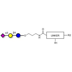 3'-Sialyllactose (3'-SL) / GM3 Ganglioside oligosaccharide with customizable dual functionalization 