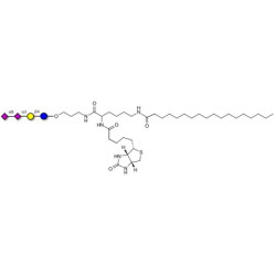 GD3 Ganglioside oligosaccharide / Disialyl lactose (DSL) linked to biotin and stearic chain (Linker-BT-STEA A)