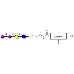 GD3 Ganglioside oligosaccharide / Disialyl lactose (DSL) with customizable dual functionalization 