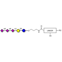 GT3 Ganglioside oligosaccharide with customizable dual functionalization 