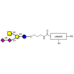 GD2 Ganglioside oligosaccharide with customizable dual functionalization 