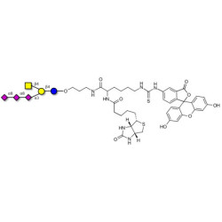 GT2 Ganglioside oligosaccharide linked to biotin and fluorescein (Linker-BT-FLUO A)