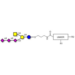 GT2 Ganglioside oligosaccharide with customizable dual functionalization 
