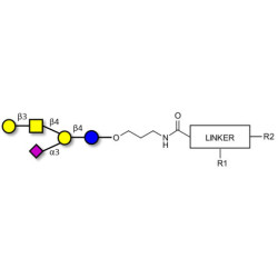 GM1a Ganglioside oligosaccharide with customizable dual functionalization 