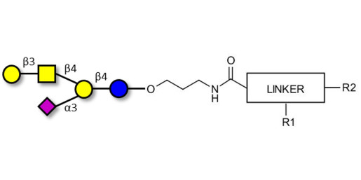 GM1a Ganglioside oligosaccharide with customizable dual functionalization 