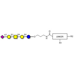 GM1b Ganglioside oligosaccharide with customizable dual functionalization 