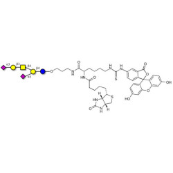 GD1a Ganglioside oligosaccharide linked to biotin and fluorescein (Linker-BT-FLUO A)