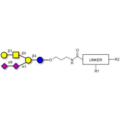 GD1b Ganglioside oligosaccharide with customizable dual functionalization 