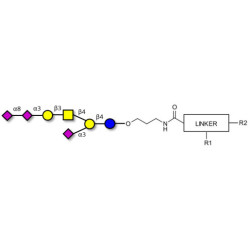 GT1a Ganglioside oligosaccharide with customizable dual functionalization 