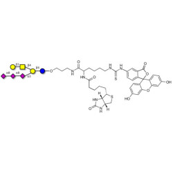 GT1c Ganglioside oligosaccharide linked to biotin and fluorescein (Linker-BT-FLUO A)