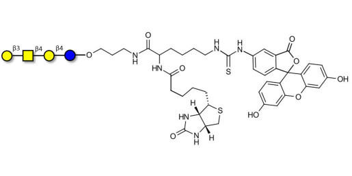 Asialo GM1 Ganglioside oligosaccharide (aGM1) linked to biotin and fluorescein (Linker-BT-FLUO A) - GA1 ; Gangliotetraose