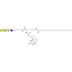 Asialo GM1 Ganglioside oligosaccharide (aGM1) linked to biotin and stearic chain (Linker-BT-STEA A)