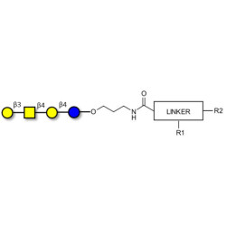 Asialo GM1 Ganglioside oligosaccharide (aGM1) with customizable dual functionalization 