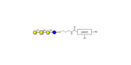 Asialo GM1 Ganglioside...