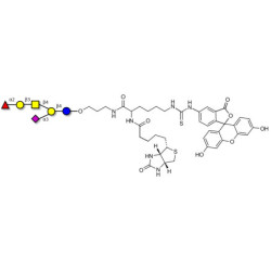 Fucosyl GM1 Ganglioside oligosaccharide linked to biotin and fluorescein (Linker-BT-FLUO A)