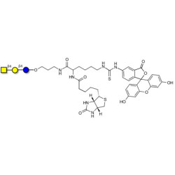 Asialo GM2 Ganglioside oligosaccharide (aGM2) linked to biotin and fluorescein (Linker-BT-FLUO A)