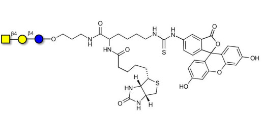 Asialo GM2 Ganglioside oligosaccharide (aGM2) linked to biotin and fluorescein (Linker-BT-FLUO A) -  GA2