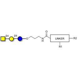 Asialo GM2 Ganglioside oligosaccharide (aGM2) with customizable dual functionalization 