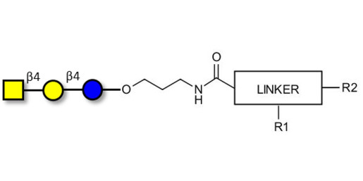 Asialo GM2 Ganglioside oligosaccharide (aGM2) with customizable dual functionalization  -  GA2