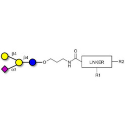 GM2 Ganglioside oligosaccharide analogue with customizable dual functionalization 